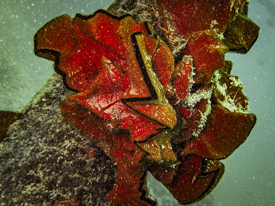 Lopha cristagalli